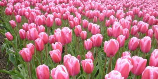 jumbo-pink