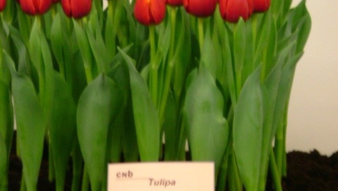 Tansu Ciller DSCF3289